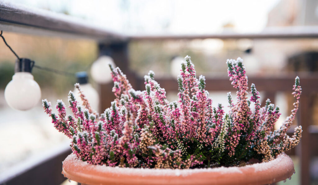 pink heather flower growing in terracotta color garden pot, outdoors on terrace in winter