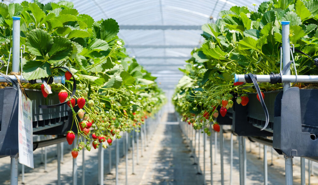 Strawberries growing in a drip hydroponic system