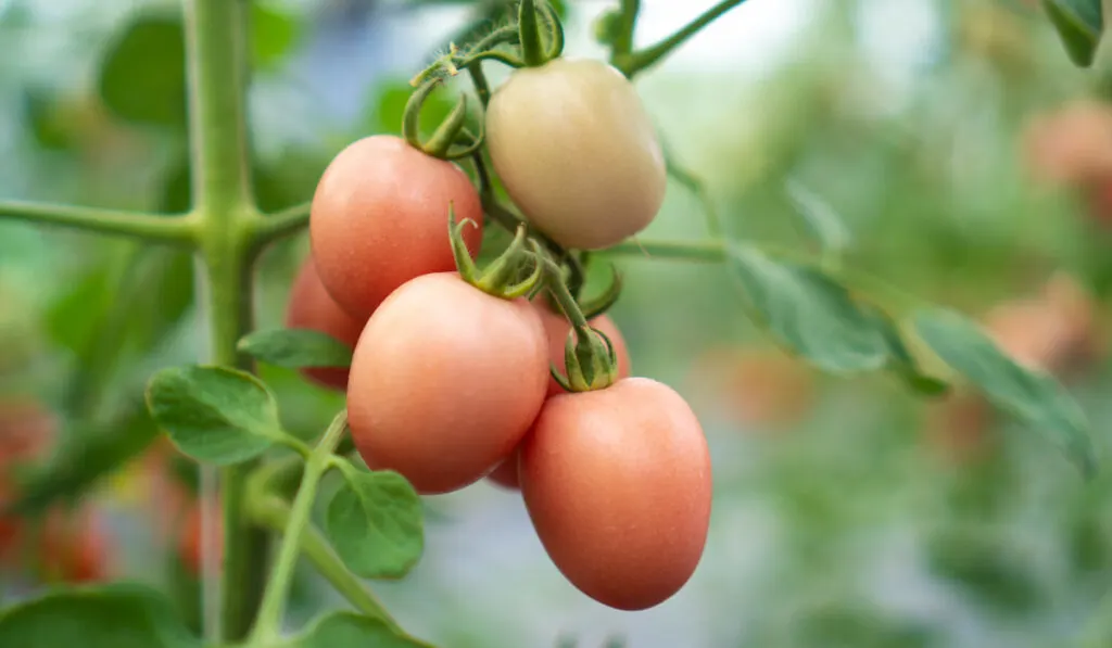 tomatoes on tomato plants in green house