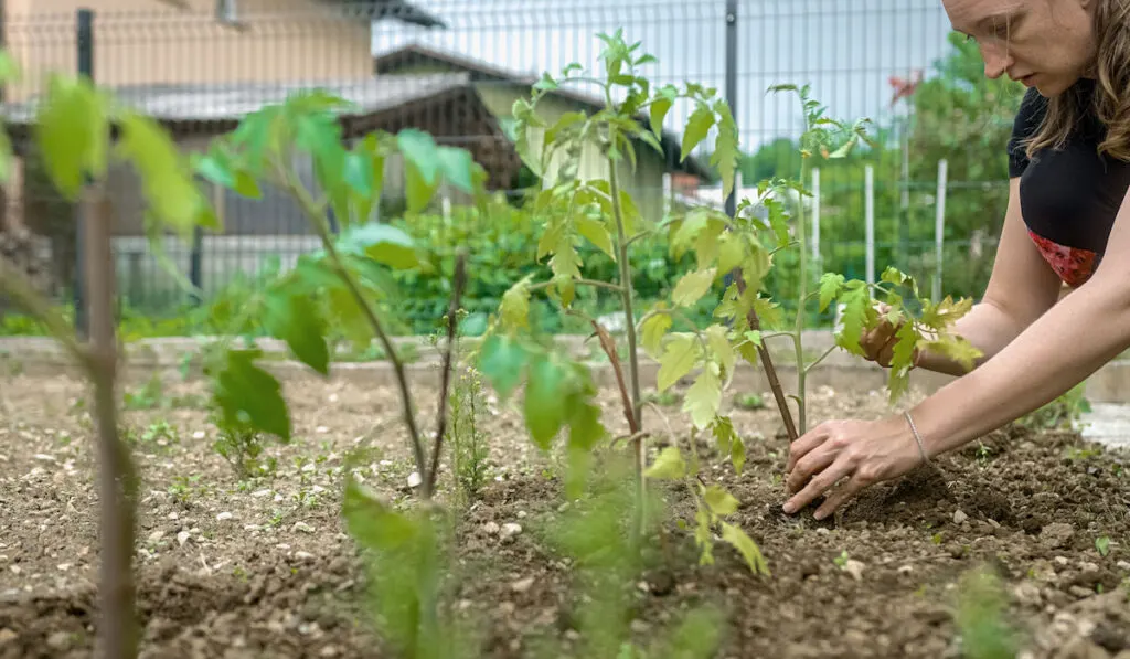 woman transplanting tomato seedlings, mulching and crumbling garden soil in the garden