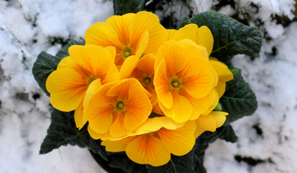 yellow spring flower on snow background