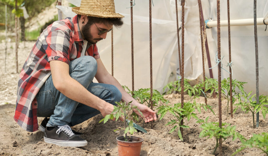 young farmer planting tomato plant in a greenhouse