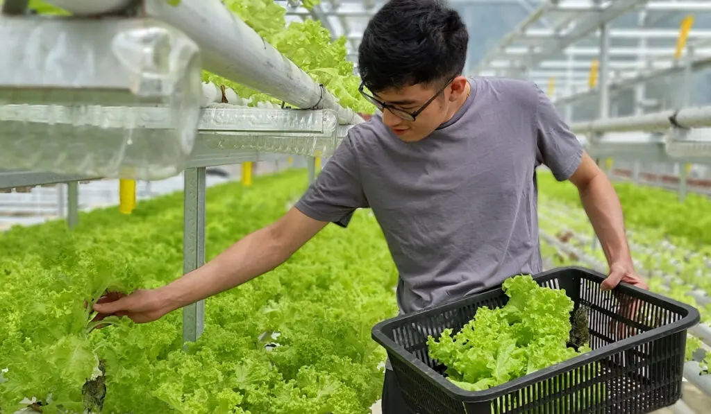 Young man picking lettuce inside a hydroponics vegetable greenhouse