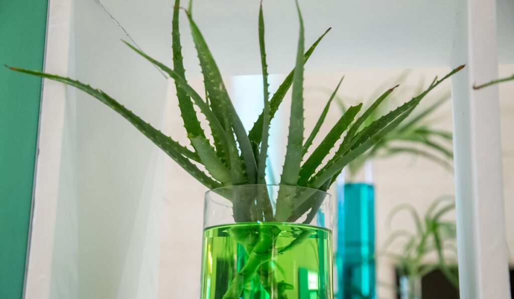 aloe plant in a glass vase interior with green water