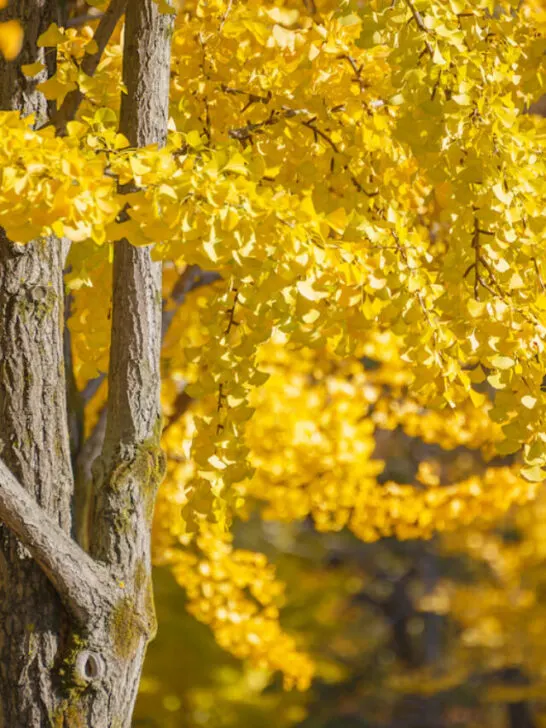 beautiful maidenhair trees