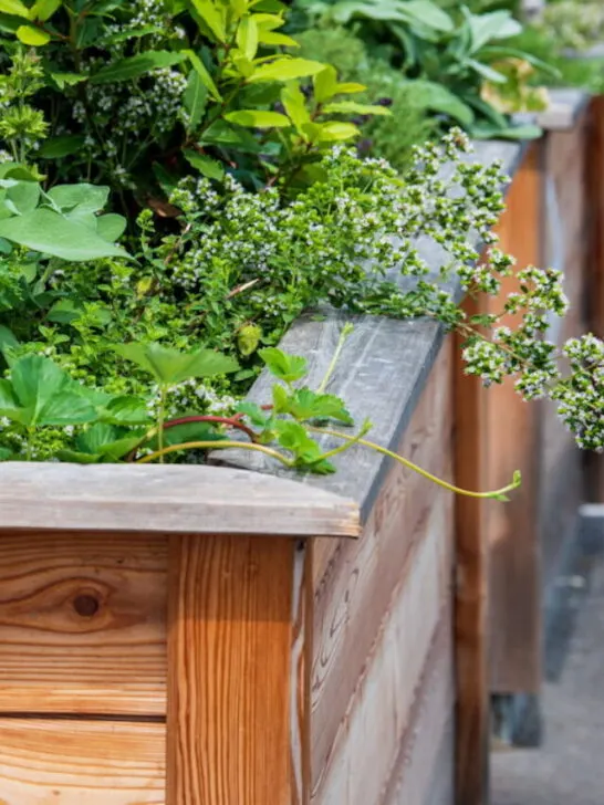 beautiful raised beds