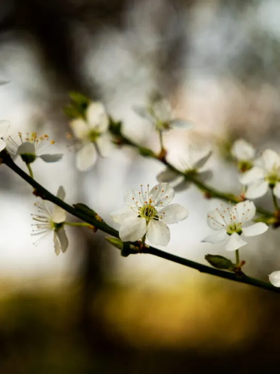 blooming hawthorn flower