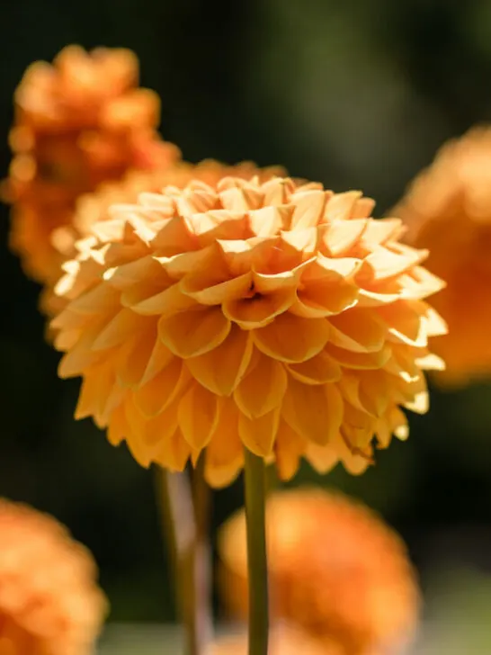 dhalia flower