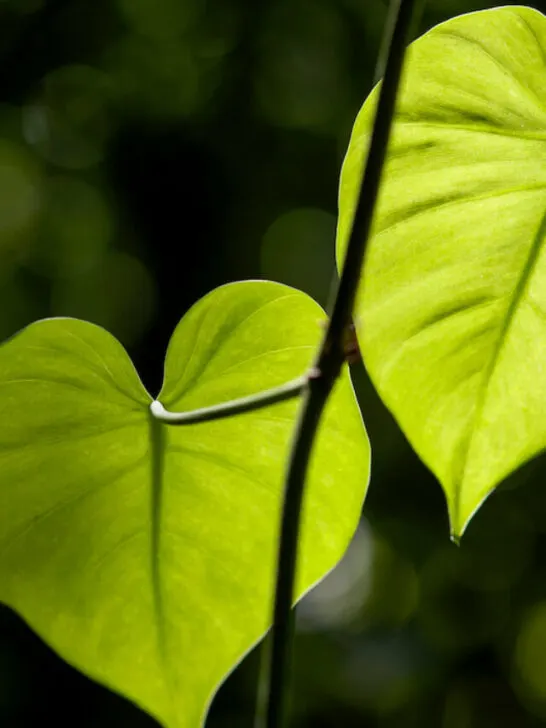 heart shaped leaves from a tree