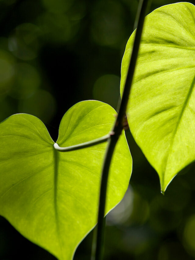 15 Trees With Heart-Shaped Leaves