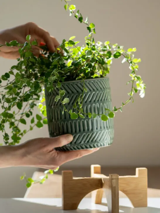 indoor flower pot being placed on a stand