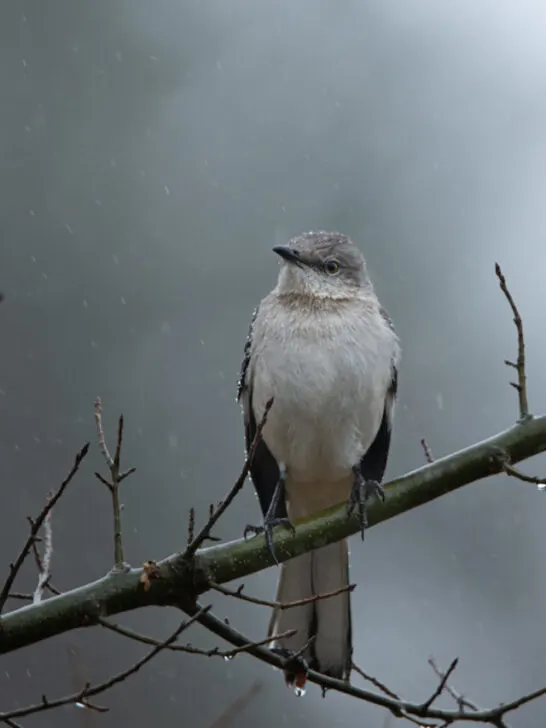 mocking bird sitting on a branch rainy day