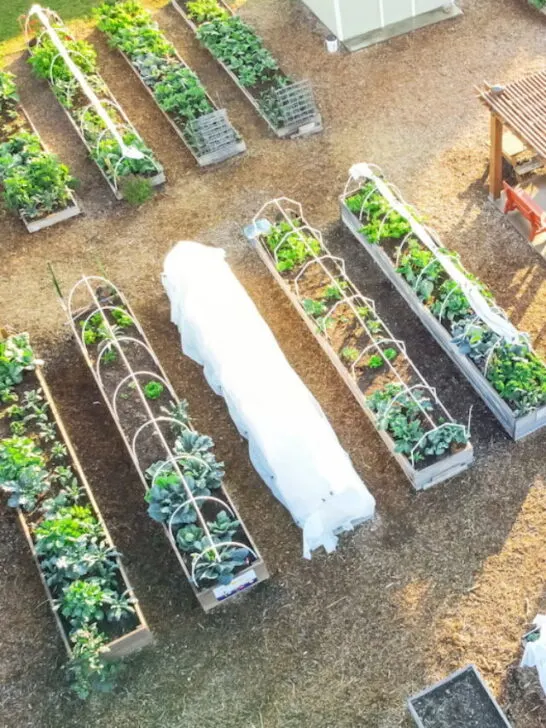 raised beds covered and uncovered