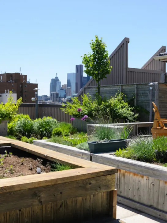 rooftop raised beds on concrete flooring