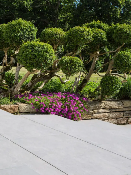 small trees planted on a raised bed
