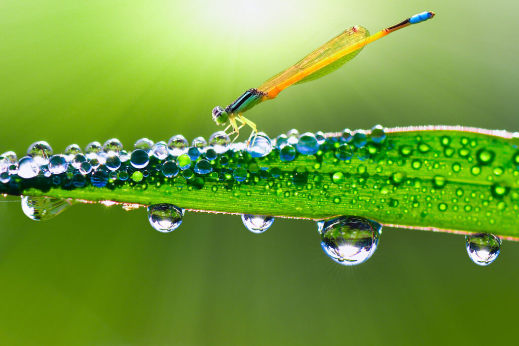 dragonfly on a stalk covered with dew in morning