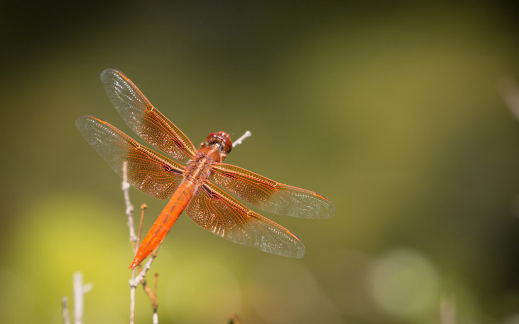 orange dragonfly resting on small branch