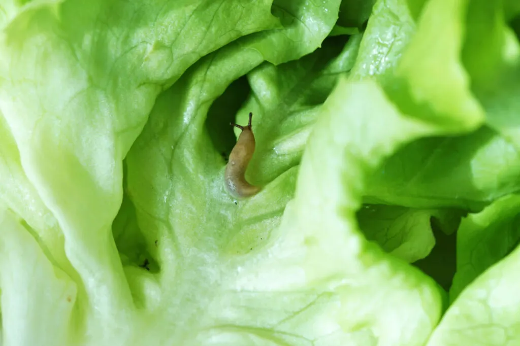 A slug on a fresh lettuce leaf