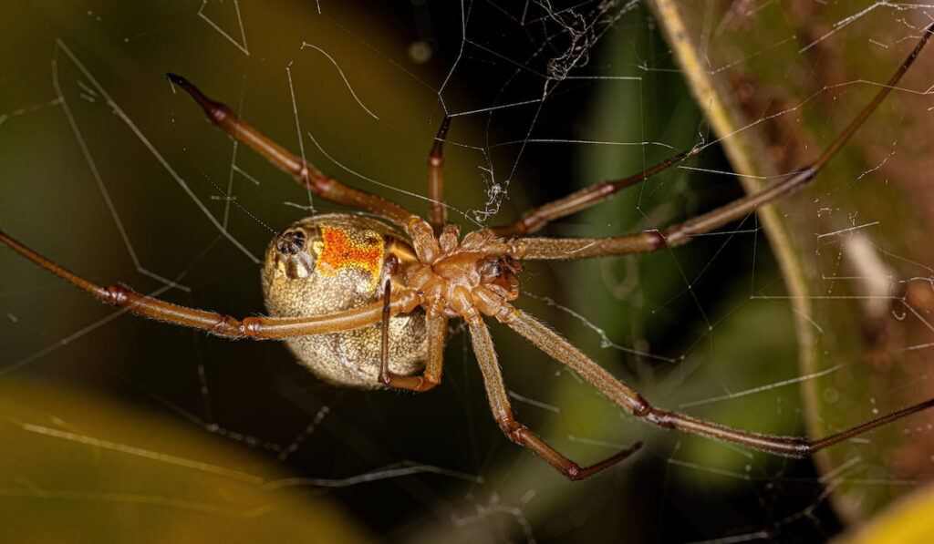 Adult Brown Widow Spider 