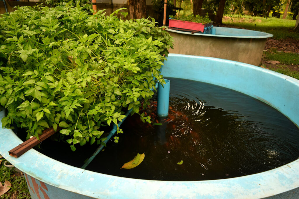 Aquaponic system on blue plastic pond with vegetables and cultured fish in the water