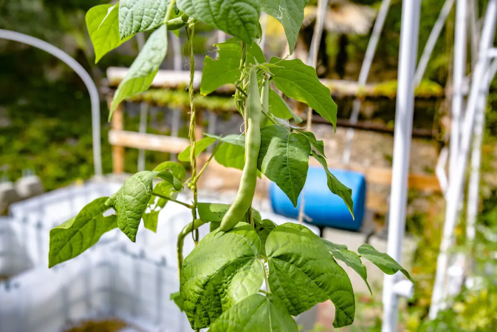 Aquaponics and hydroponics support vegetation, beans vegetable in hydroponic system