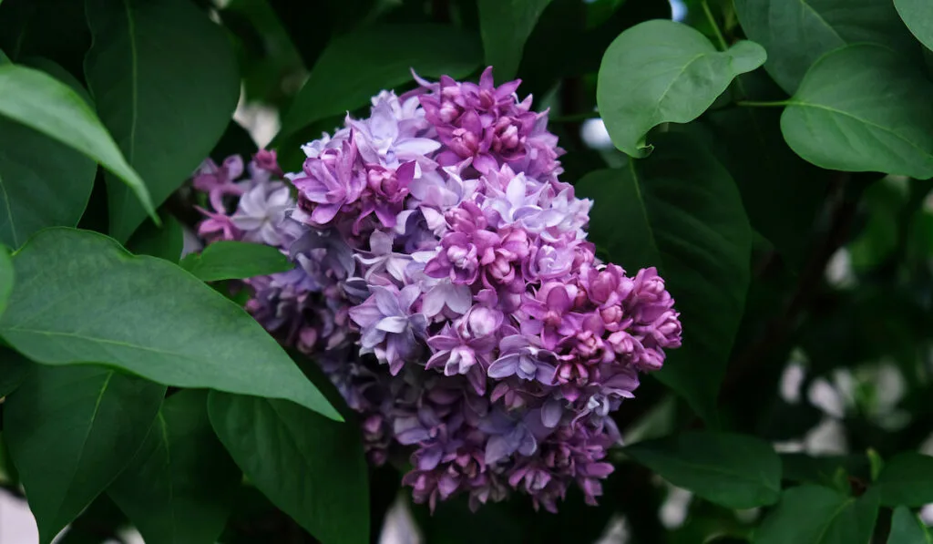 Beautiful blooming Syringa Vulgaris, Fragrant lilac violet flowers and leaves background