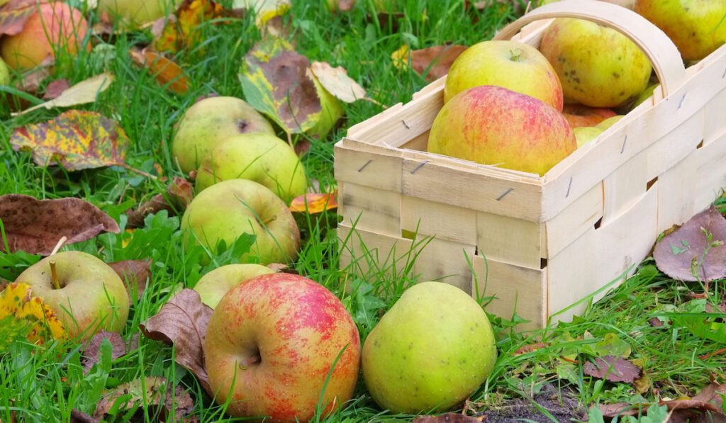 Belle de Boskoop apples in wooden crate and apples with grass and dried leaves on the ground 