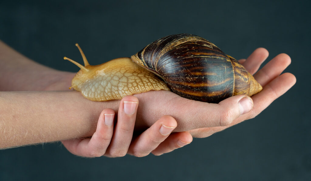 Big brown African giant snail on a hand on blue background