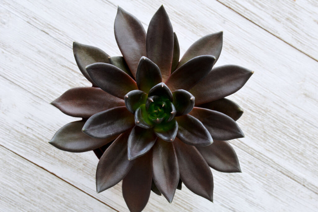 Black Echevaria prince succulent on rustic wooden background shot from overhead