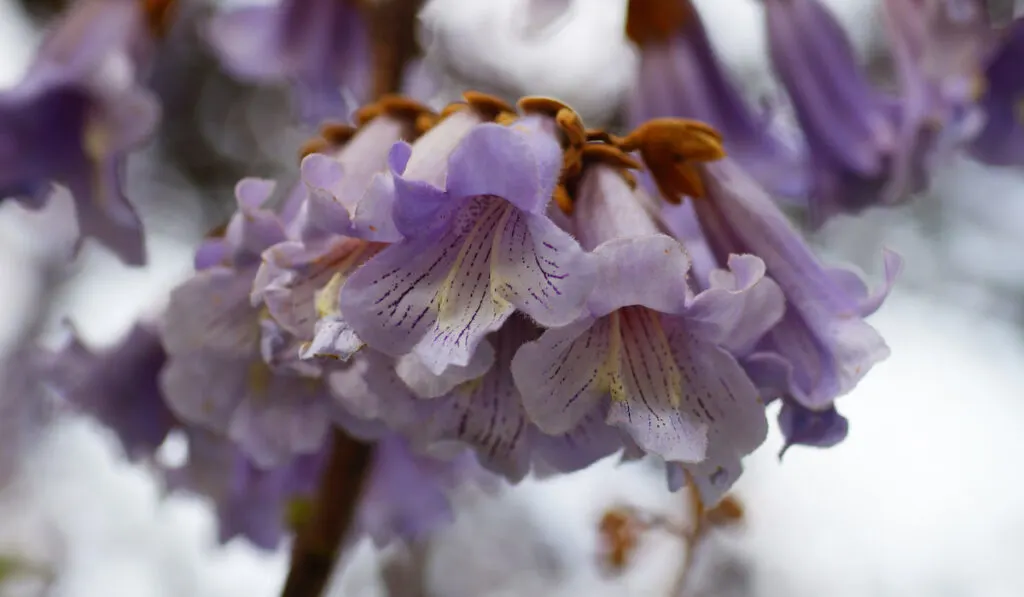 Blooming Paulownia Tomentosa flowers on light background