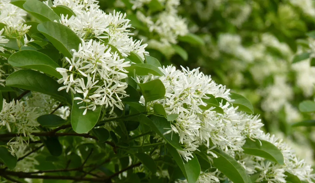 Blooming White flowers of a Chinese fringe tree