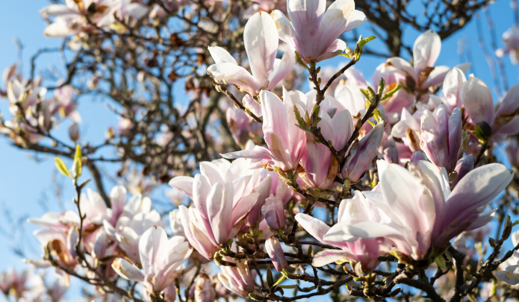 Blooming magnolia tree on blue sky, branches with spring flowers