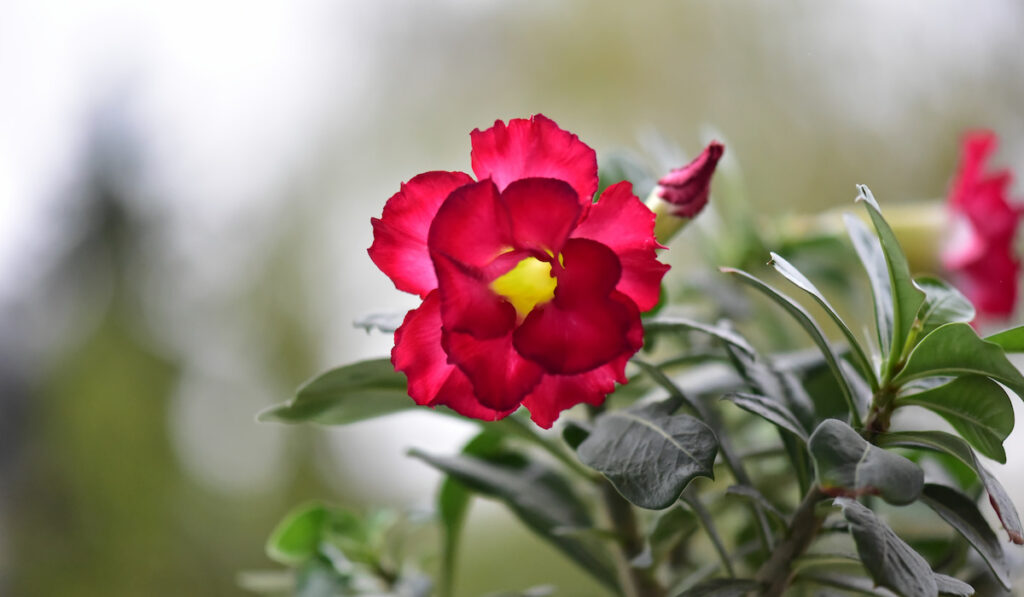 Blooming red desert rose flower ( Adenium obesum ) in natural green background