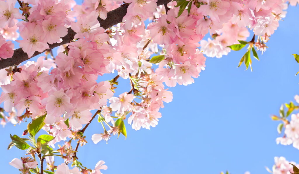 Blooming Sakura tree 