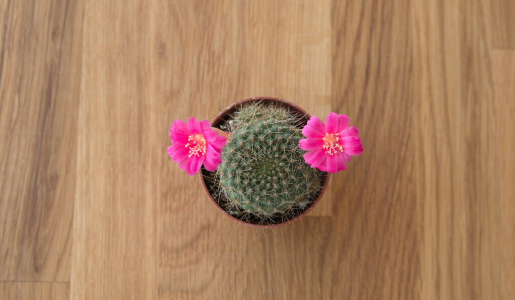 Blooming succulent plant Pincushion Cactus (mammillaria crinita) cactus with pink flowers on wooden table