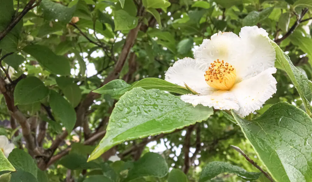 Blooming white flower of Japanese Stewartia (Natsu-tsubaki ) tree