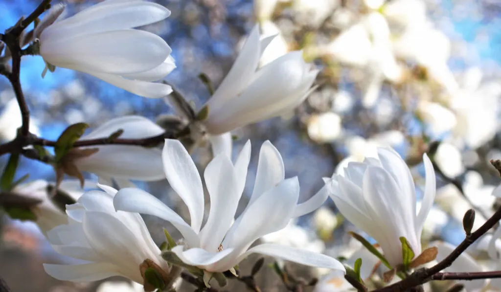 Blooming white magnolia flowers under sunlight