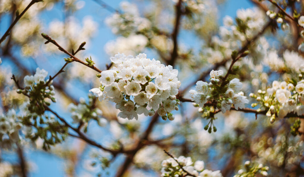 Blossoming tree with white flowers outdoors in spring 