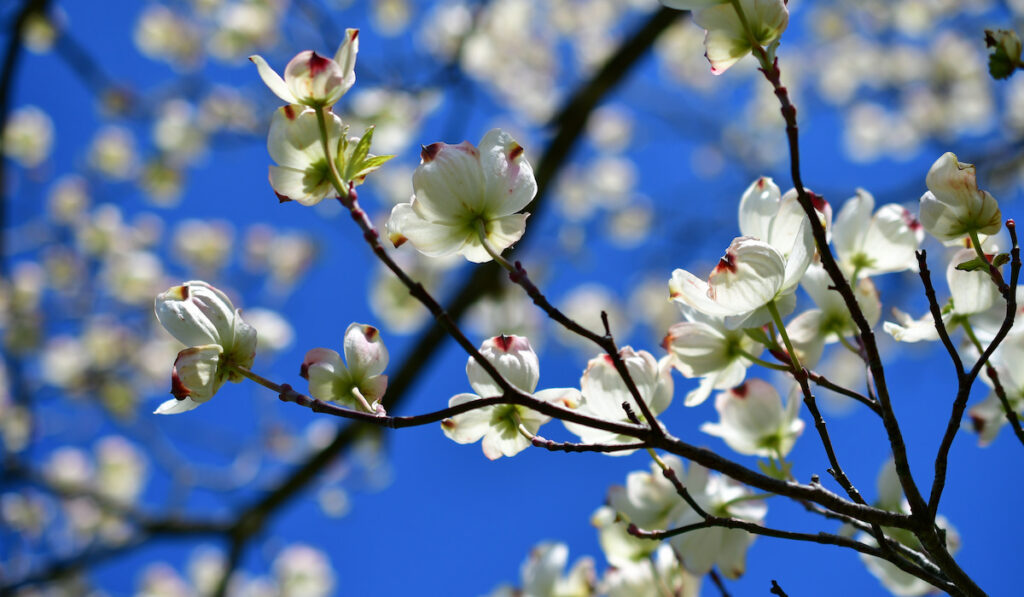 Branch of white dogwood blossoms with white flowers against blye sky in spring season