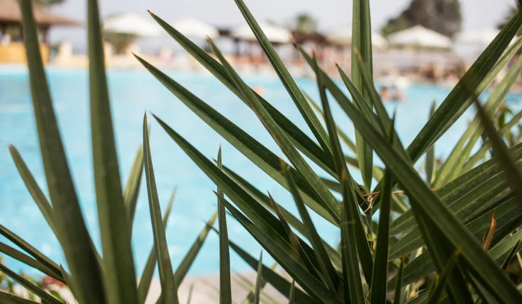 Cane palm leaves on the background of pool area