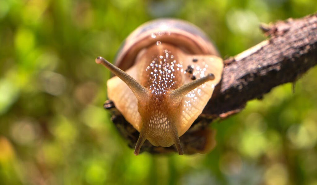 Close-up of snail's head on a branch in the garden