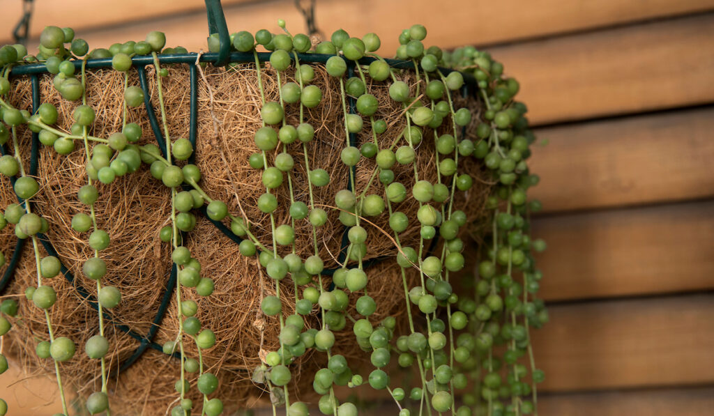 Closeup of Curio rowleyanus also known as string of pearls growing in a hanging flower pot