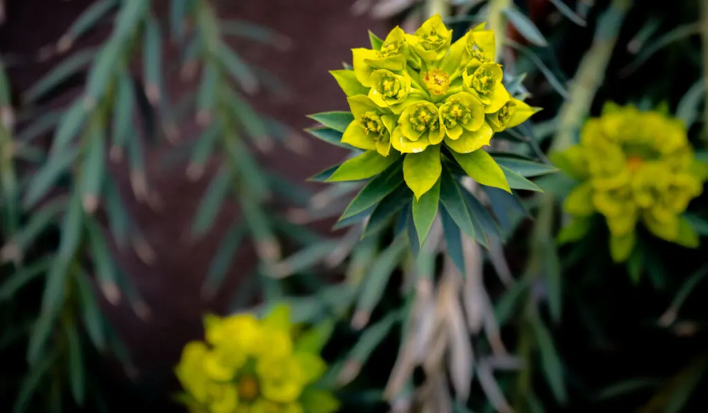 Closeup of Euphorbia rigida, gopher spurge flowering plant