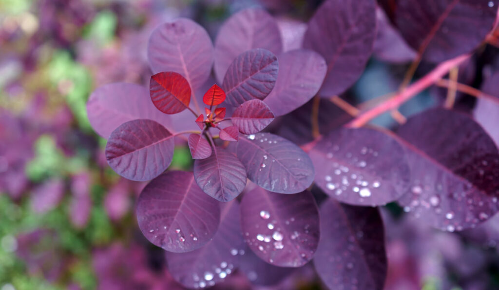 Cotinus Coggygria "Royal Purple Smoke Tree" with raindrops
