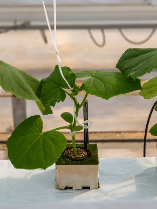 cucumbers grown in a modern hydroponic indoor