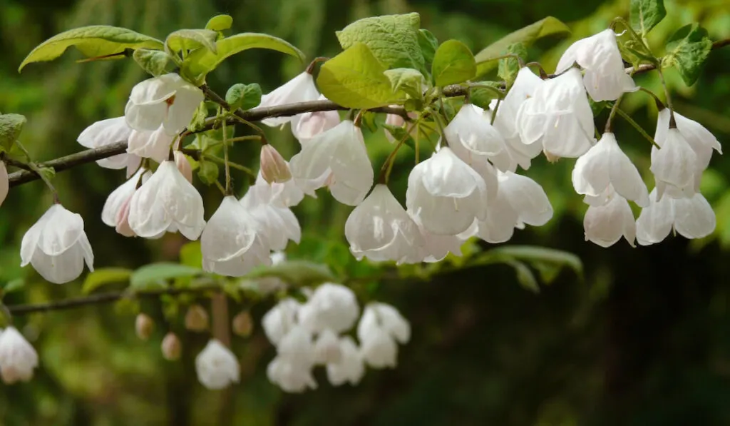 Delicate white flowers of Halesia carolina also known as Carolina silverbell 