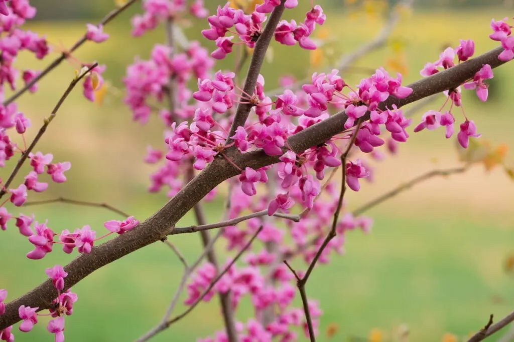 Eastern Redbud Tree bloom 