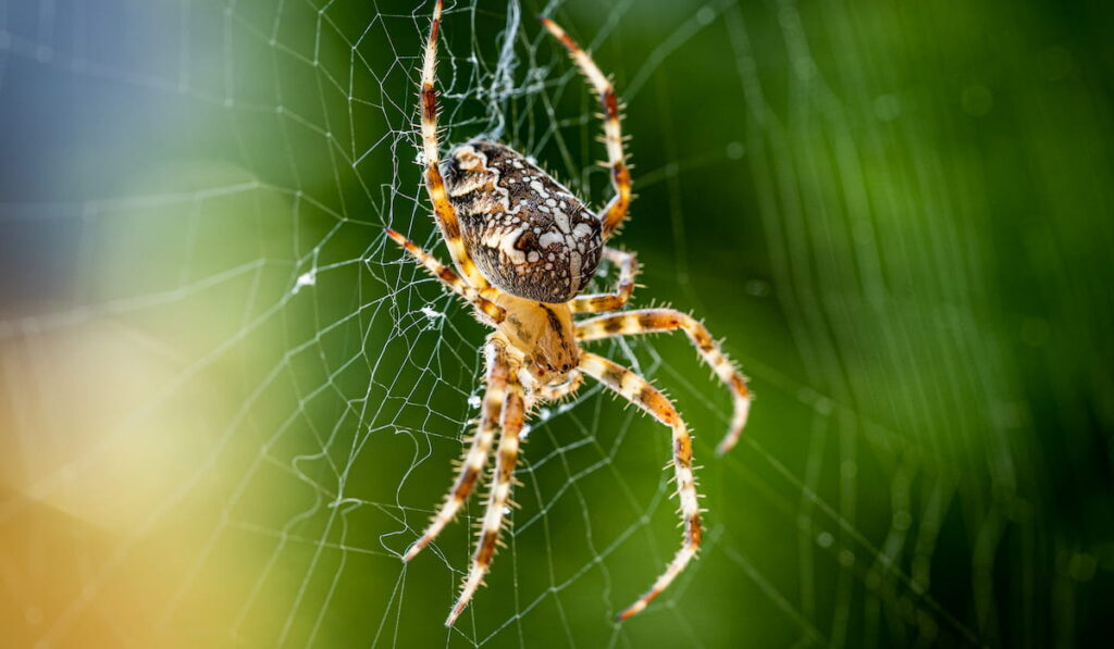 European garden spider 