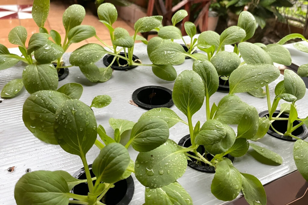 Growing Spinach vegetables with water drops in hydroponic system