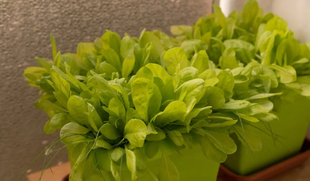 Growing lettuce on the container 